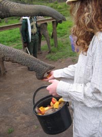kate_feeding_elephant_2.jpg